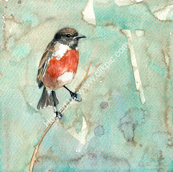 Stonechat on turquoise