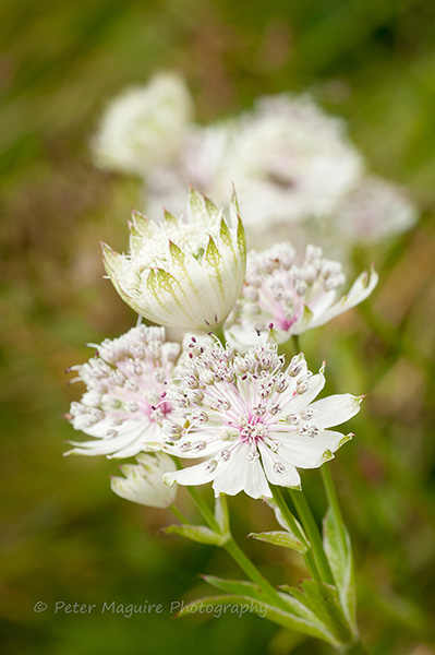 Astrantia