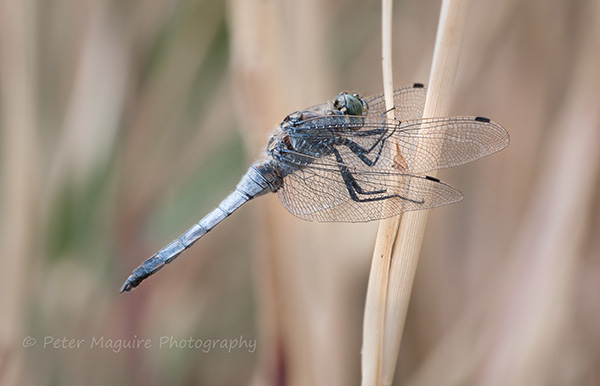 Black-tailed skimmer