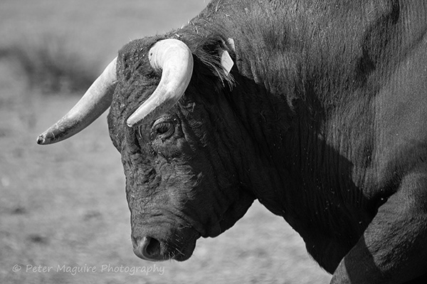 Carmargue bull