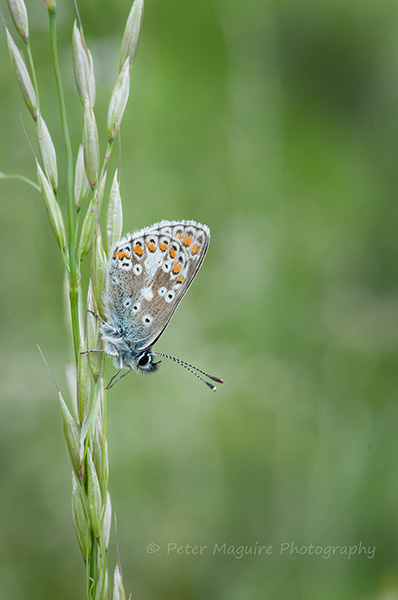 Common Blue