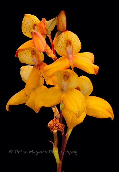 Disa orchid