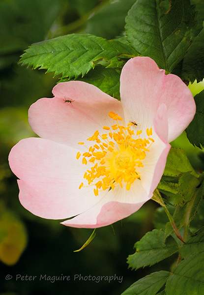 Dog Rose