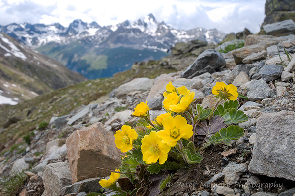 Alpine avens