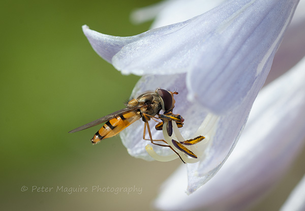 Hoverfly
