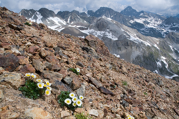 Glacier crowfoot