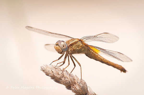 Red-veined darter