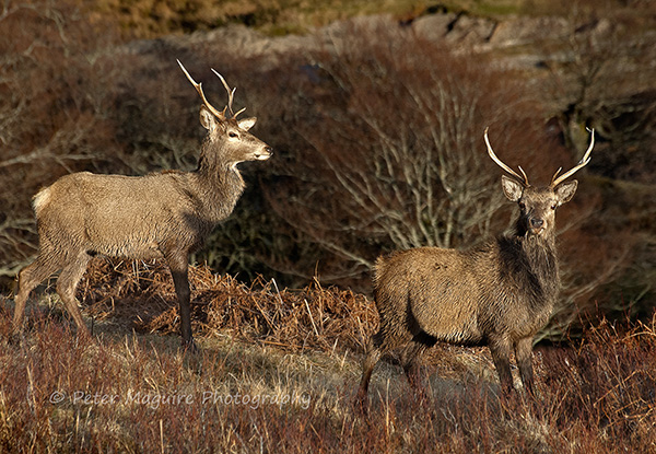 Red Deer in evening light