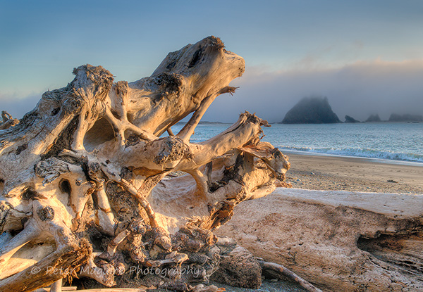 Skeletal Tree