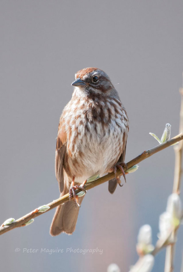 Song Sparrow