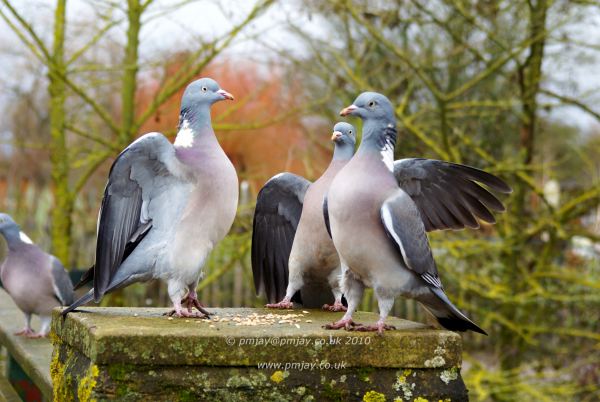 The pigeon committee in session