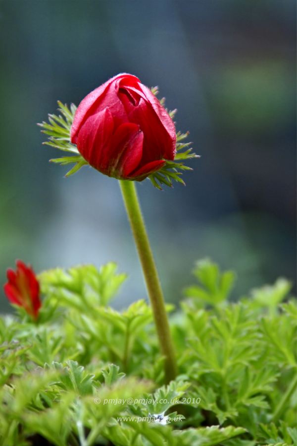 Anemone (A Pulsatilla vulgaris)