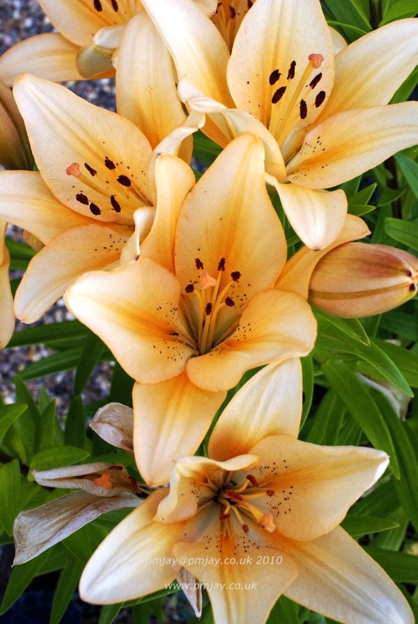 Lily (Lilium) - Asiatic hybrid