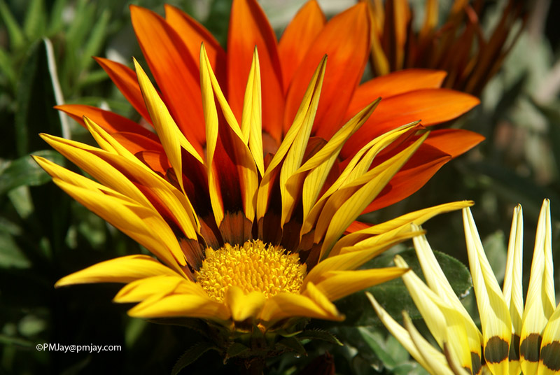 A striking variety of Daisy