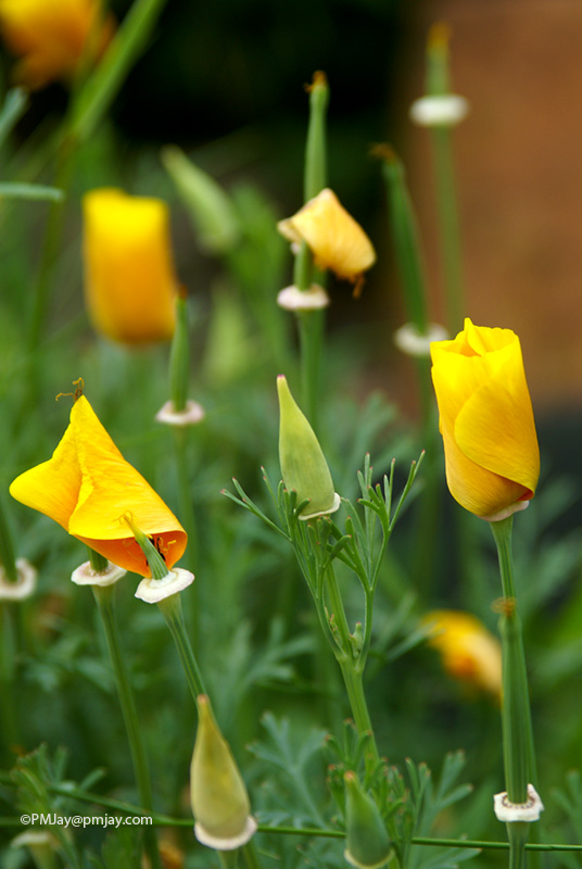 California Poppy
