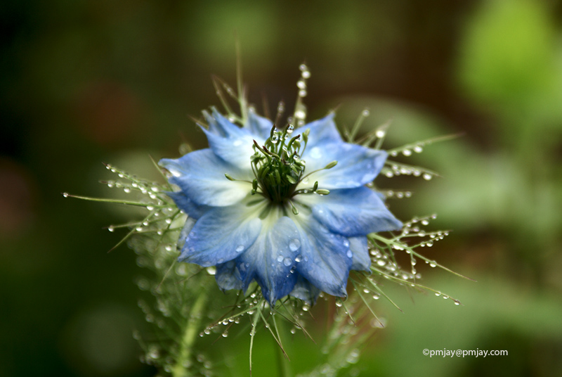 Nigella damascena, bejeweled with raindrops
