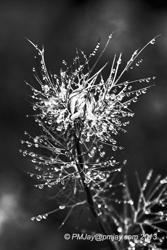 Nigella damascena, a mono conversion