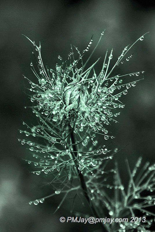 Nigella damascena, mono with emerald tint