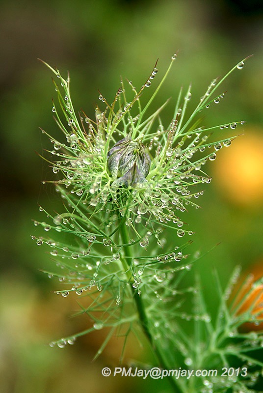 Nigella damascena - Love in a mist