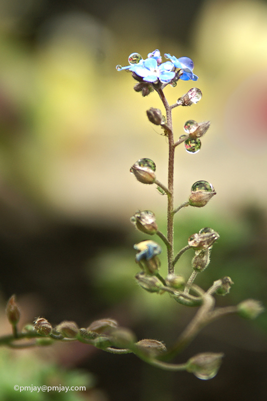A Forget Me Not collects raindrops