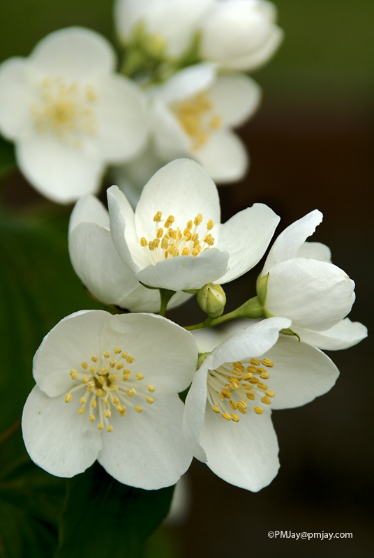Mock Orange