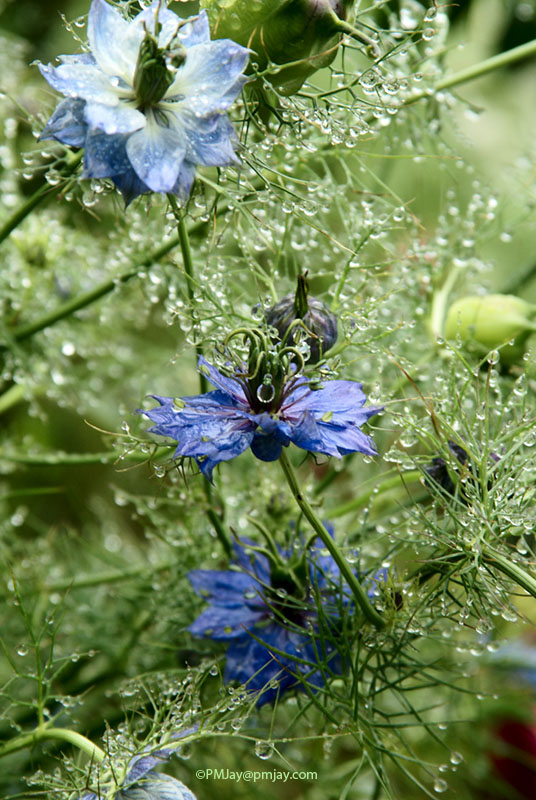Nigella damascena, or Love in a Mist