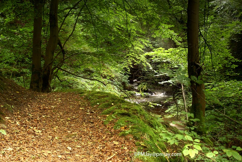 Beechwood Cwm Clydach