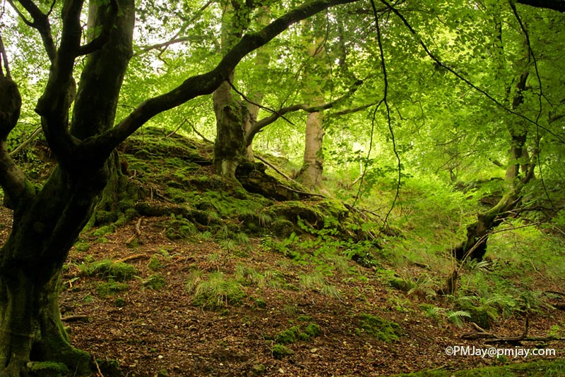 Cwm Clydach National Nature Reserve