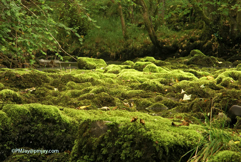 Cwm Taf Fechan LNR