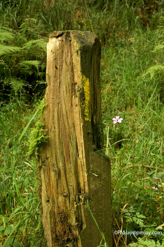 Cwm Taf Fechan LNR
