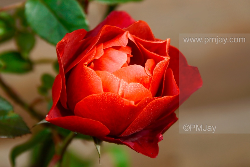 Rose