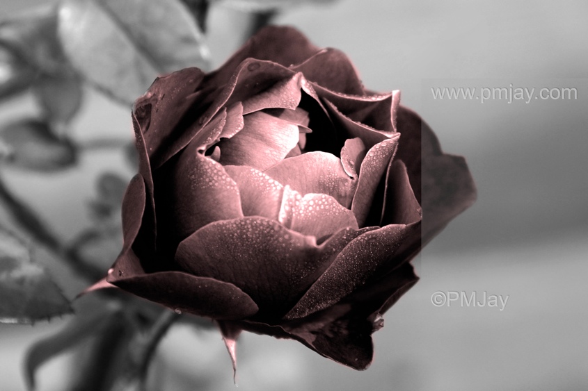 Mono conversion with red tint to selected areas