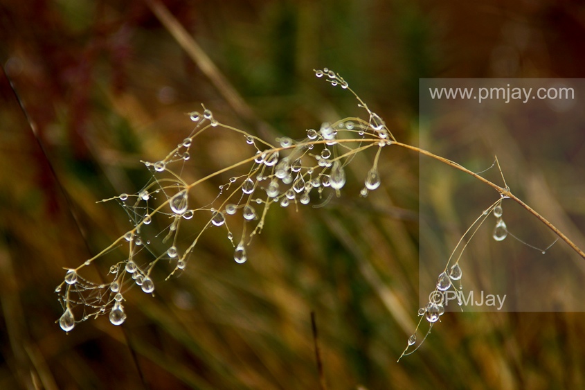 Natures tear drops