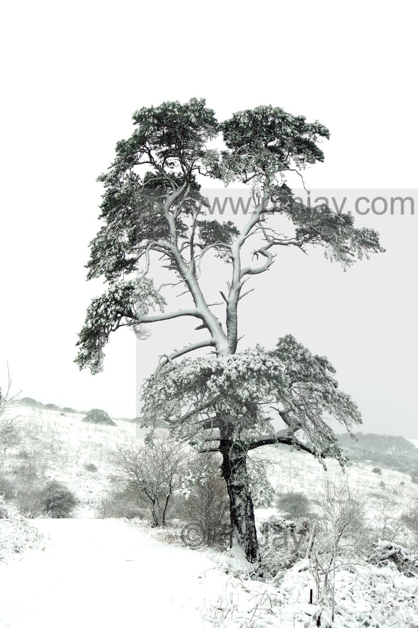 Scots Pine
