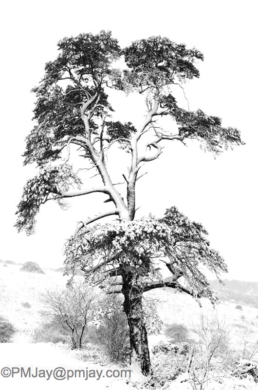 Scots Pine mono