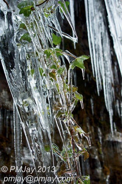 Ivy, frozen by winters grip