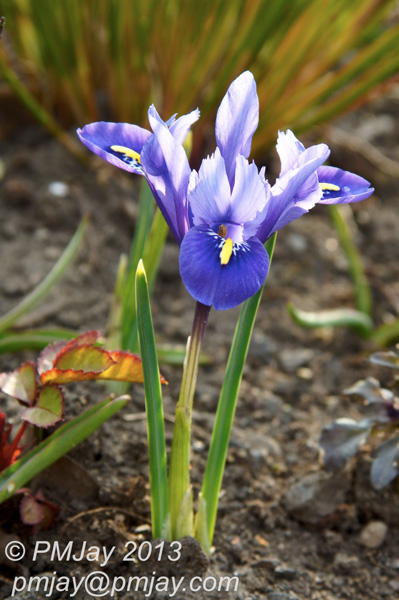Miniature Iris