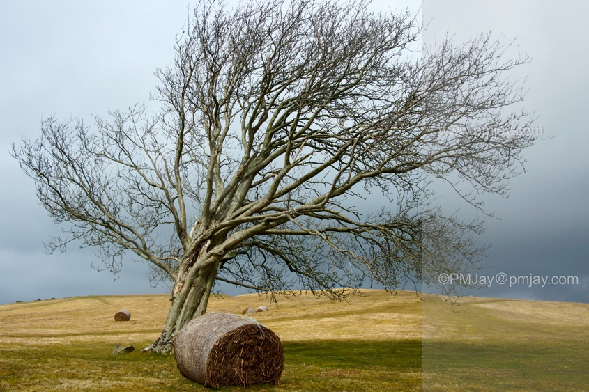 A much photographed tree on the slopes of Twyn y Gaer, Mynydd Illtud,