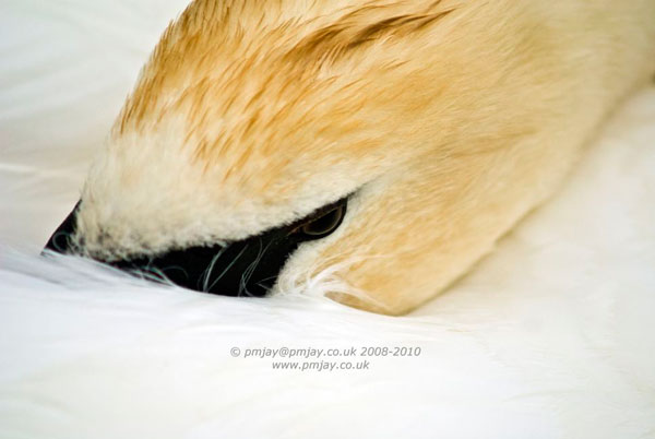 Resting Swan