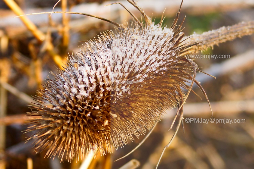 Teasel (genus Dipsacus) with a coating of frost