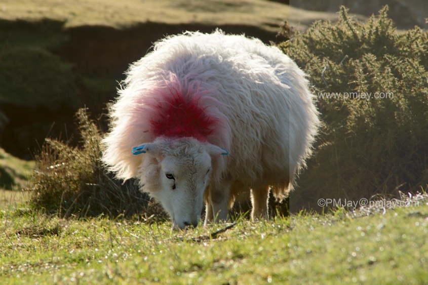 Rimlit sheep at Rhosili on the Gower Peninsula