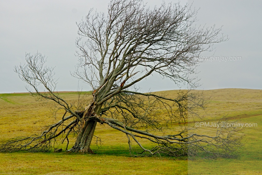 Broken tree