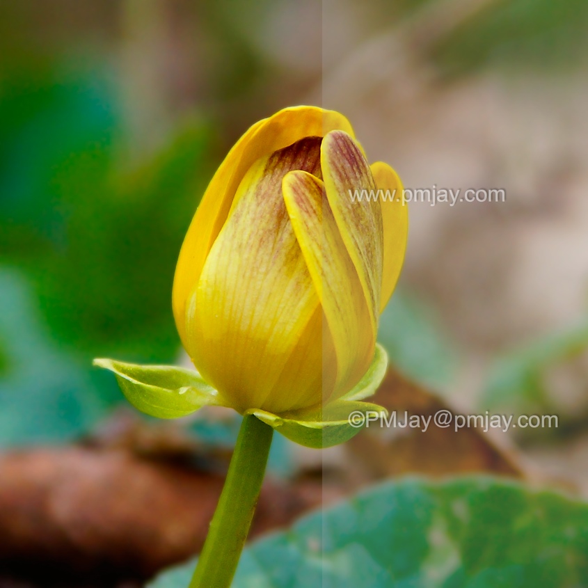 Lesser celandine - Ranunculus ficaria