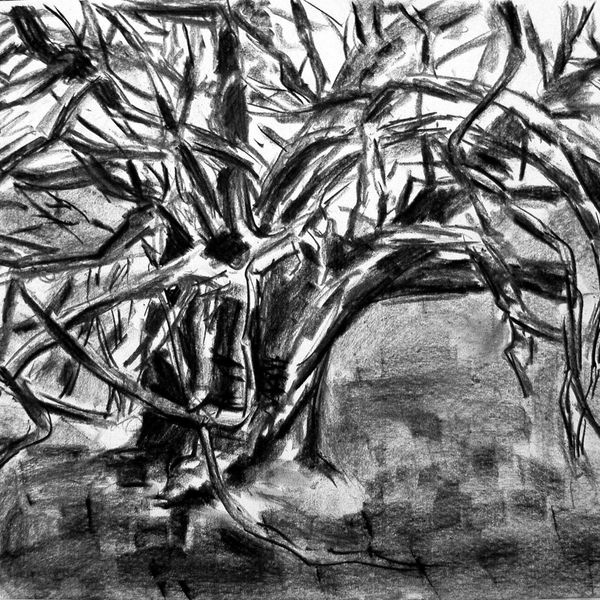 Study of an old Yew Tree