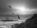 Gull Isle of Barra by Mick Wells