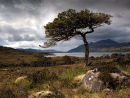 Pine at Loch Maree