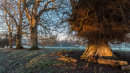 Sunrise on Limes by Anne Logan