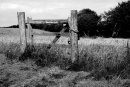 Why by Christine Marshall