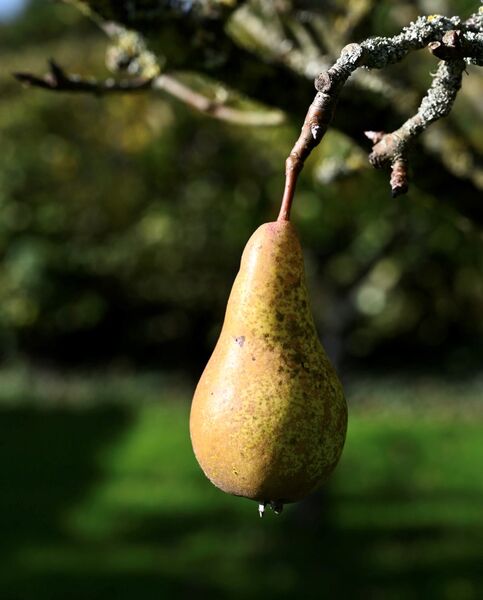 A single pear
