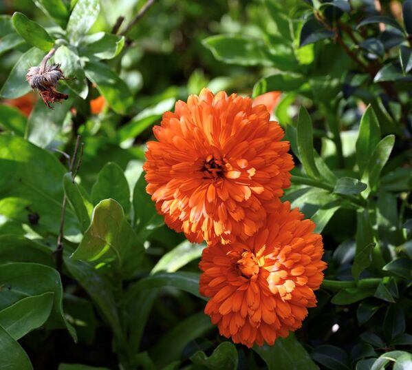Calendula officinalis